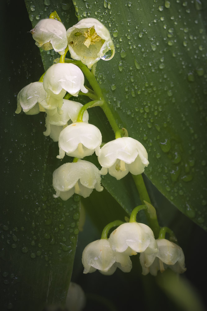 Platz 8 Anton Kienle